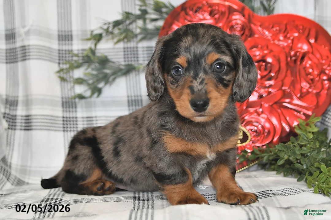 Miniature Dachshund dogs for sale: Snickers - Ad 5