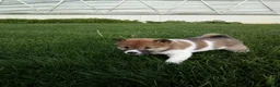 Shiba Inu dogs for sale: Gracie - Ad 2