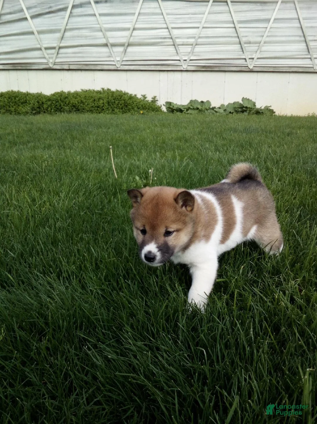 Shiba Inu dogs for sale: Gracie - Ad 2