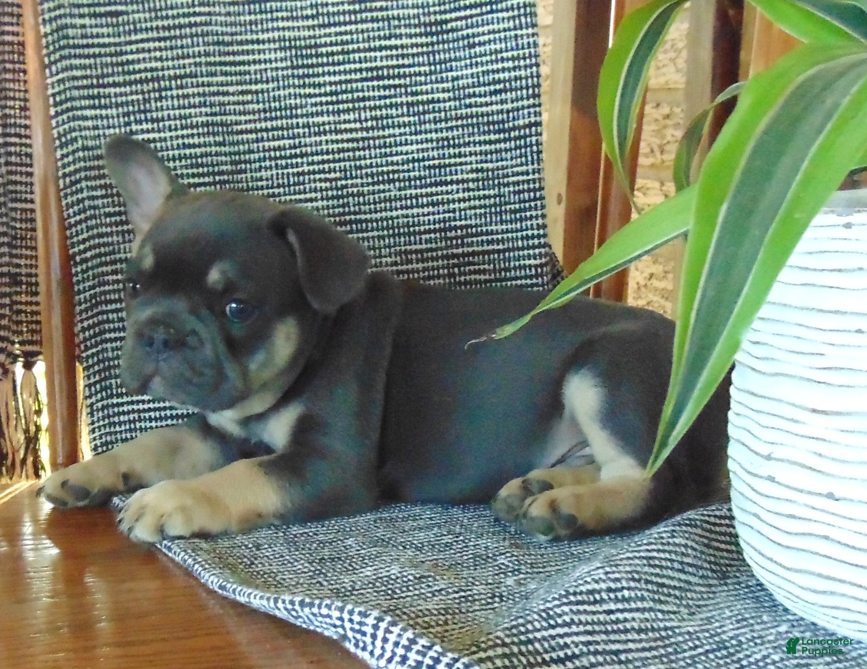 French Bulldog dogs Ben - Ad 2