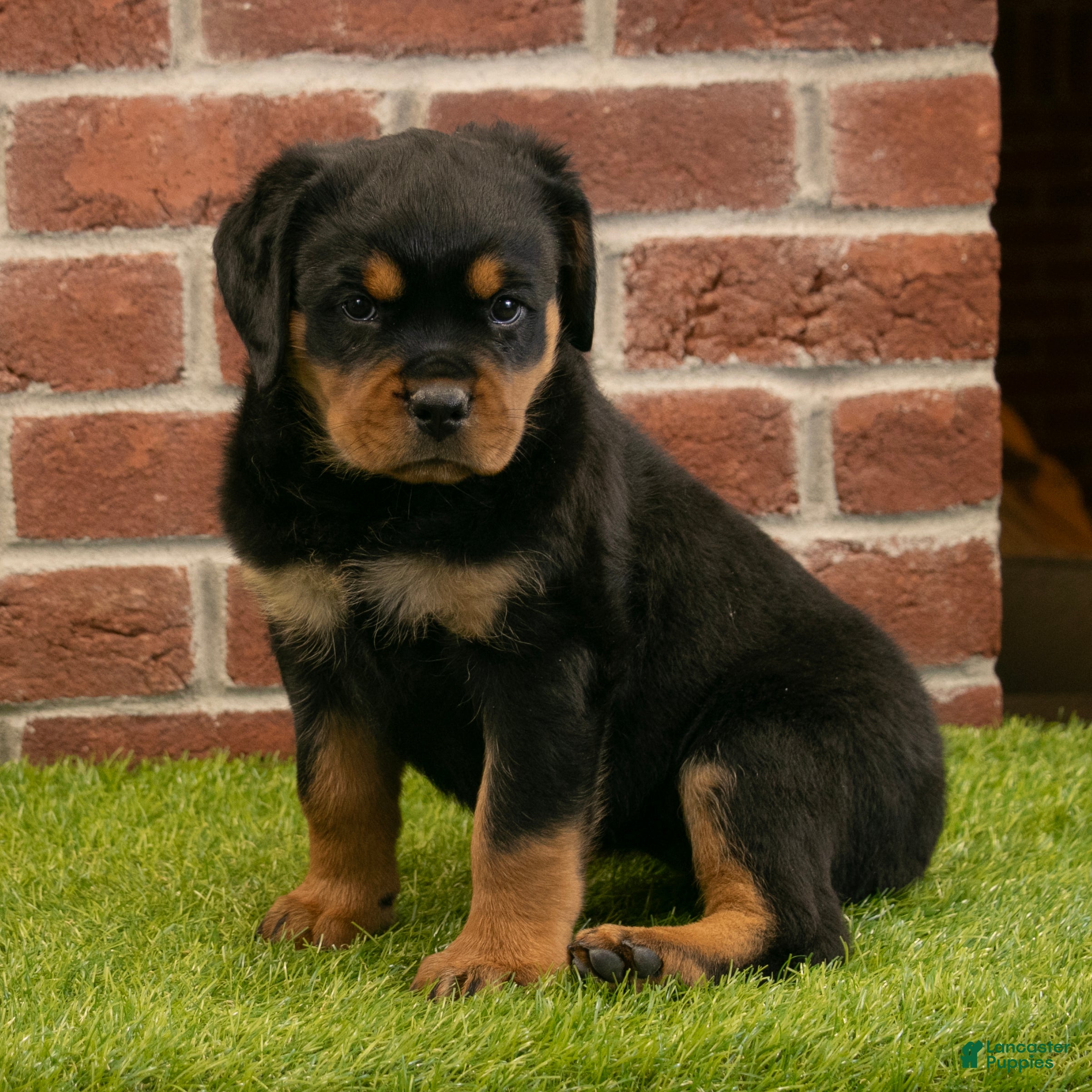 Rottweiler dogs Heidi - Ad 2