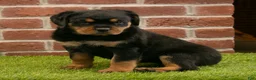 Rottweiler dogs for sale: Heidi - Ad 8