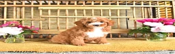 Cavapoo dogs for sale: Marshal - Ad 2