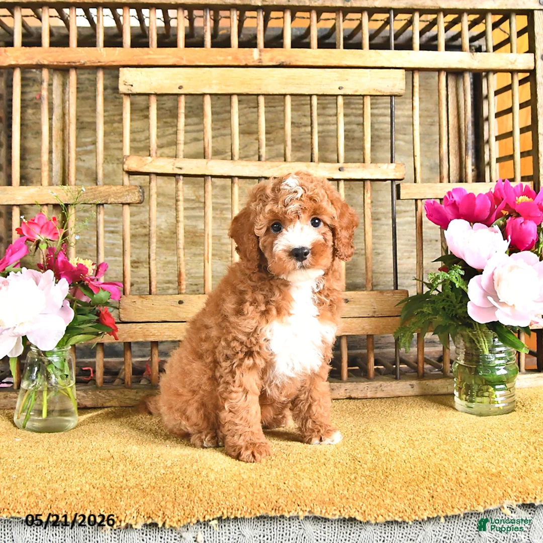 Cavapoo dogs for sale: Marshal - Ad 2
