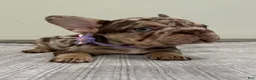 French Bulldog dogs for sale: Muffin - Ad 5
