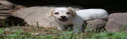 Miniature Dachshund dogs for sale: Violet - Ad 5