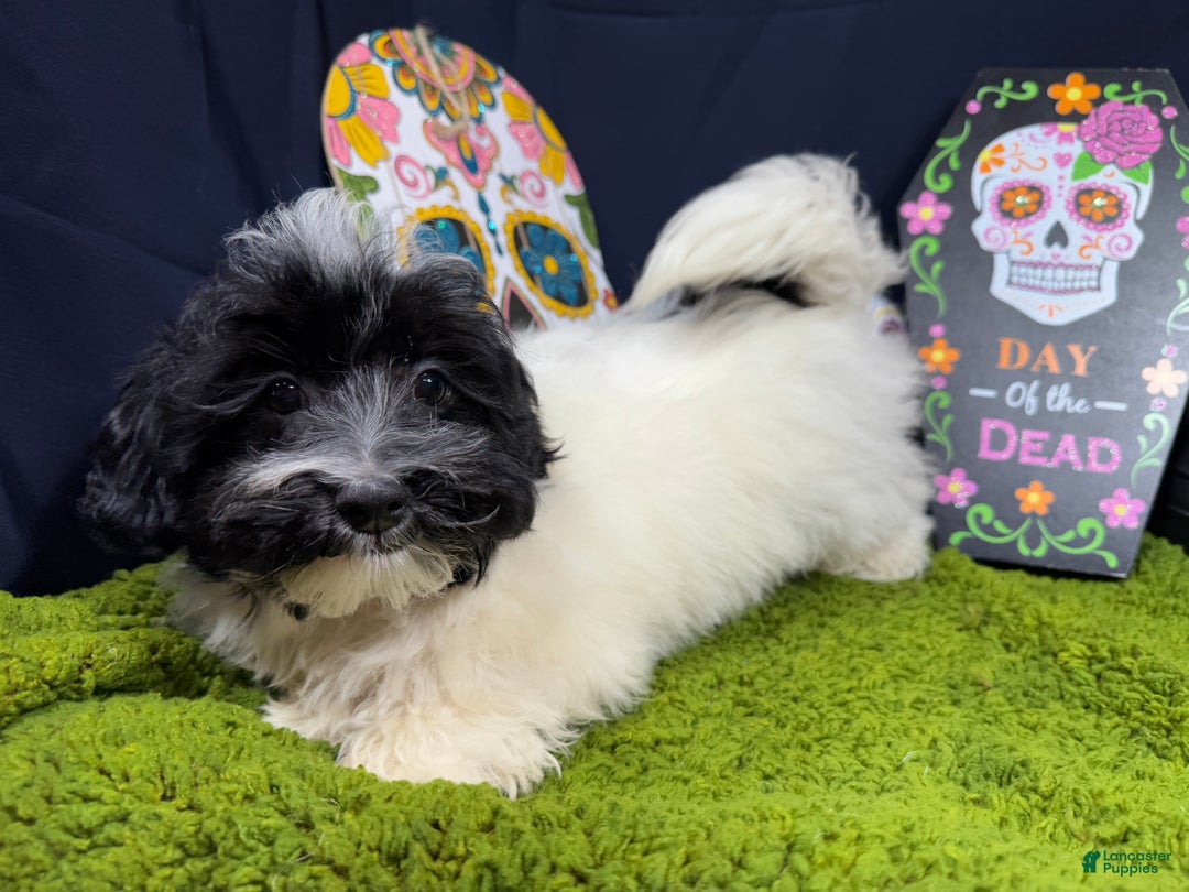 Havanese dogs for sale: Havanese Puppy 1 - Ad 5