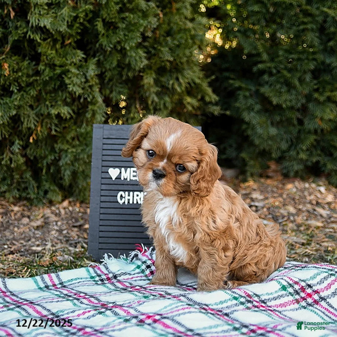 Cavalier King Charles Spaniel dogs for sale: Puggles - Ad 4