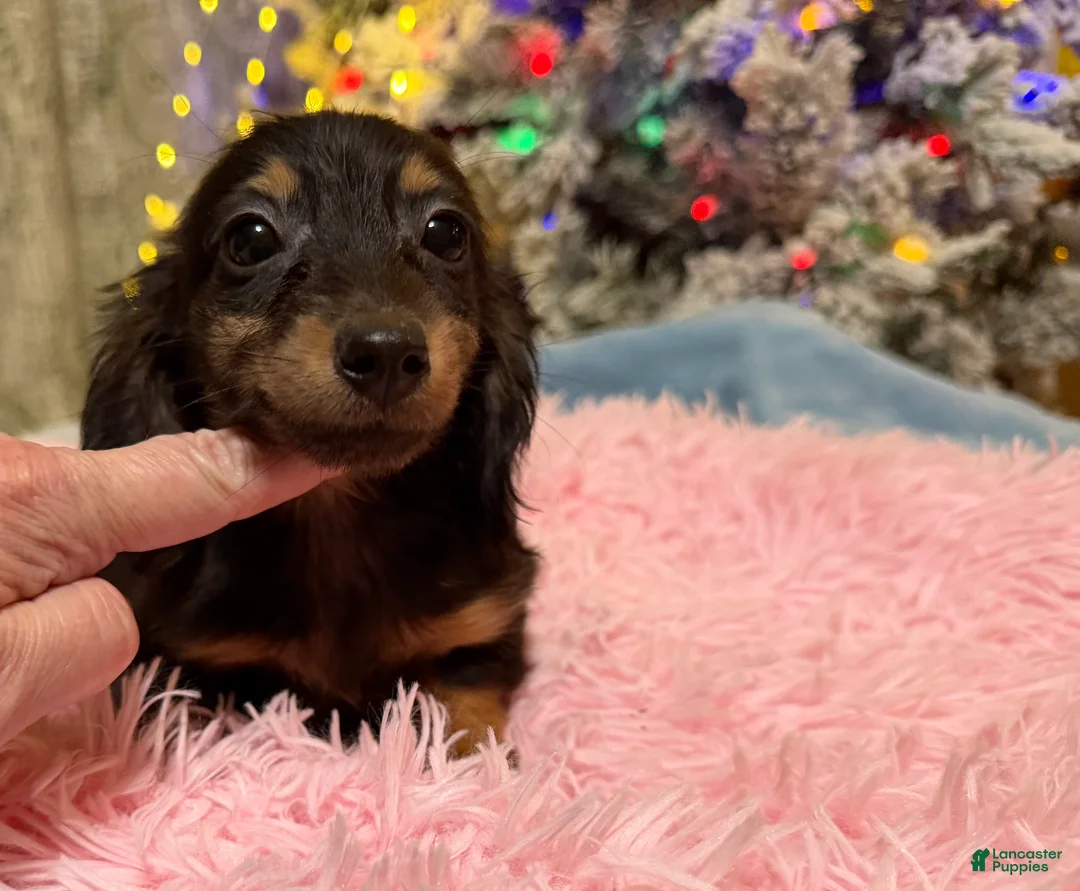 Miniature Dachshund dogs for sale: AKC Russian pra clear - Ad 89