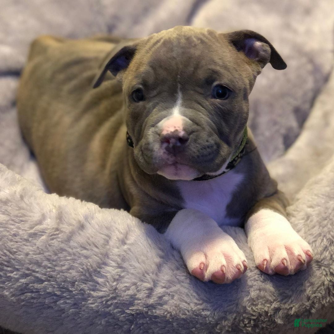 American Pit Bull Terrier dogs American Pit Bull Terrier Puppy 1 - Ad 7