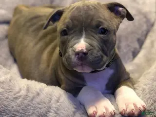 American Pit Bull Terrier dogs American Pit Bull Terrier Puppy 1 - Ad 7