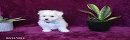 Maltese dogs for sale: Jaylon - Ad 8