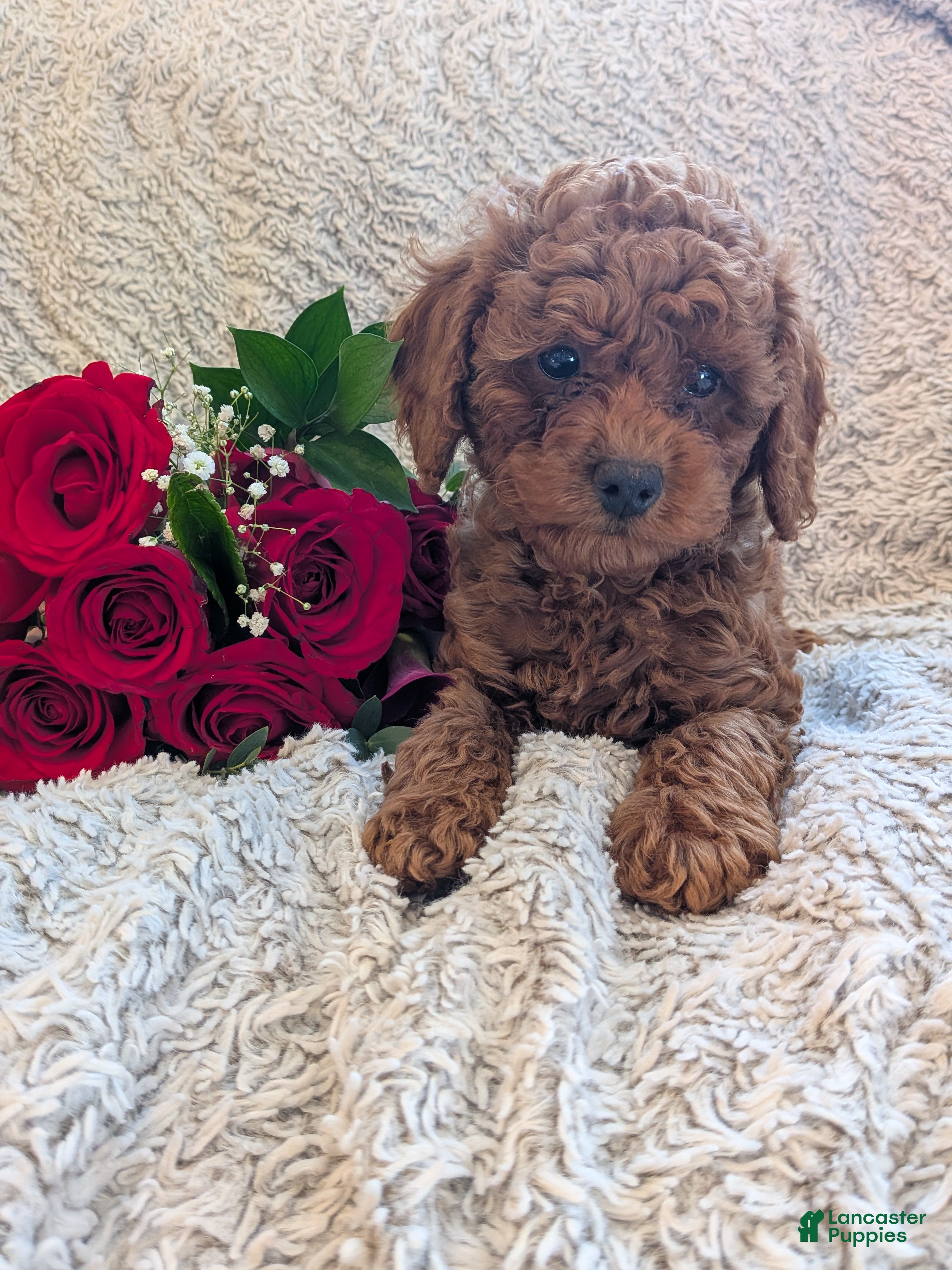 Miniature Poodle dogs Piper  - Ad 10