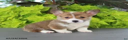 Welsh Corgi Pembroke dogs for sale: Lola - Ad 6