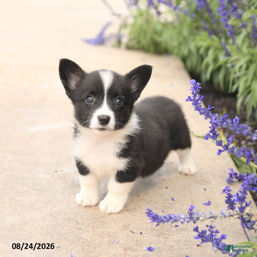 Welsh Corgi Pembroke dogs Lucy - Ad 1