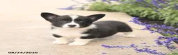 Welsh Corgi Pembroke dogs for sale: Lucy - Ad 1