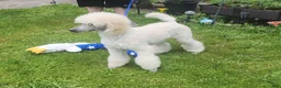 Standard Poodle dogs for sale: Standard Poodle 2 - Ad 1