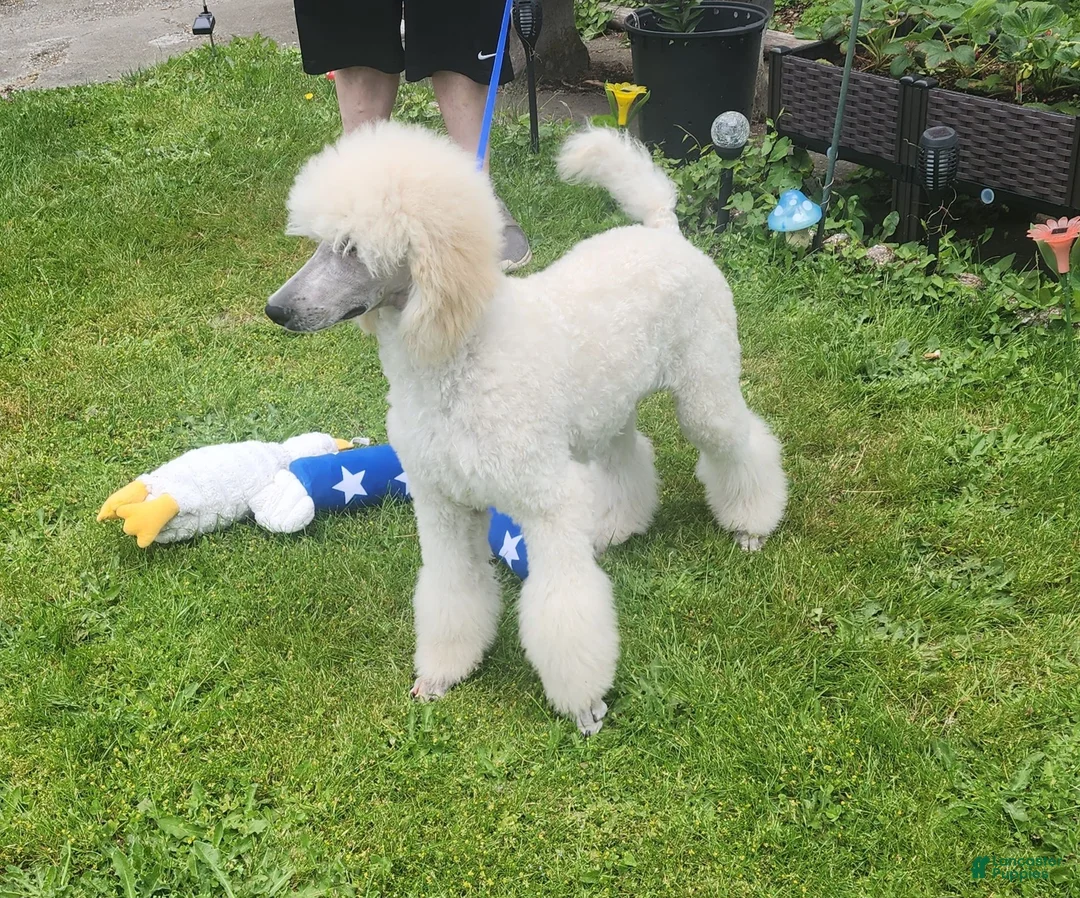 Standard Poodle dogs for sale: Standard Poodle 2 - Ad 1