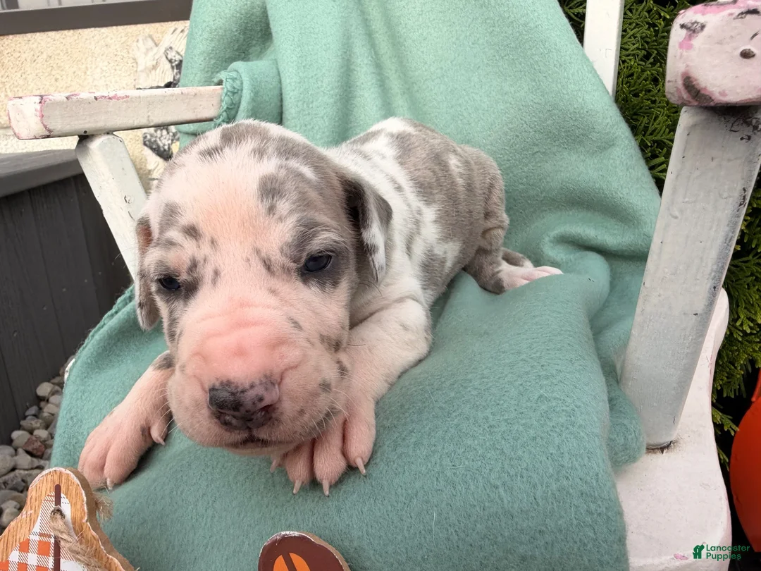 Great Dane dogs for sale: Otis  - Ad 2