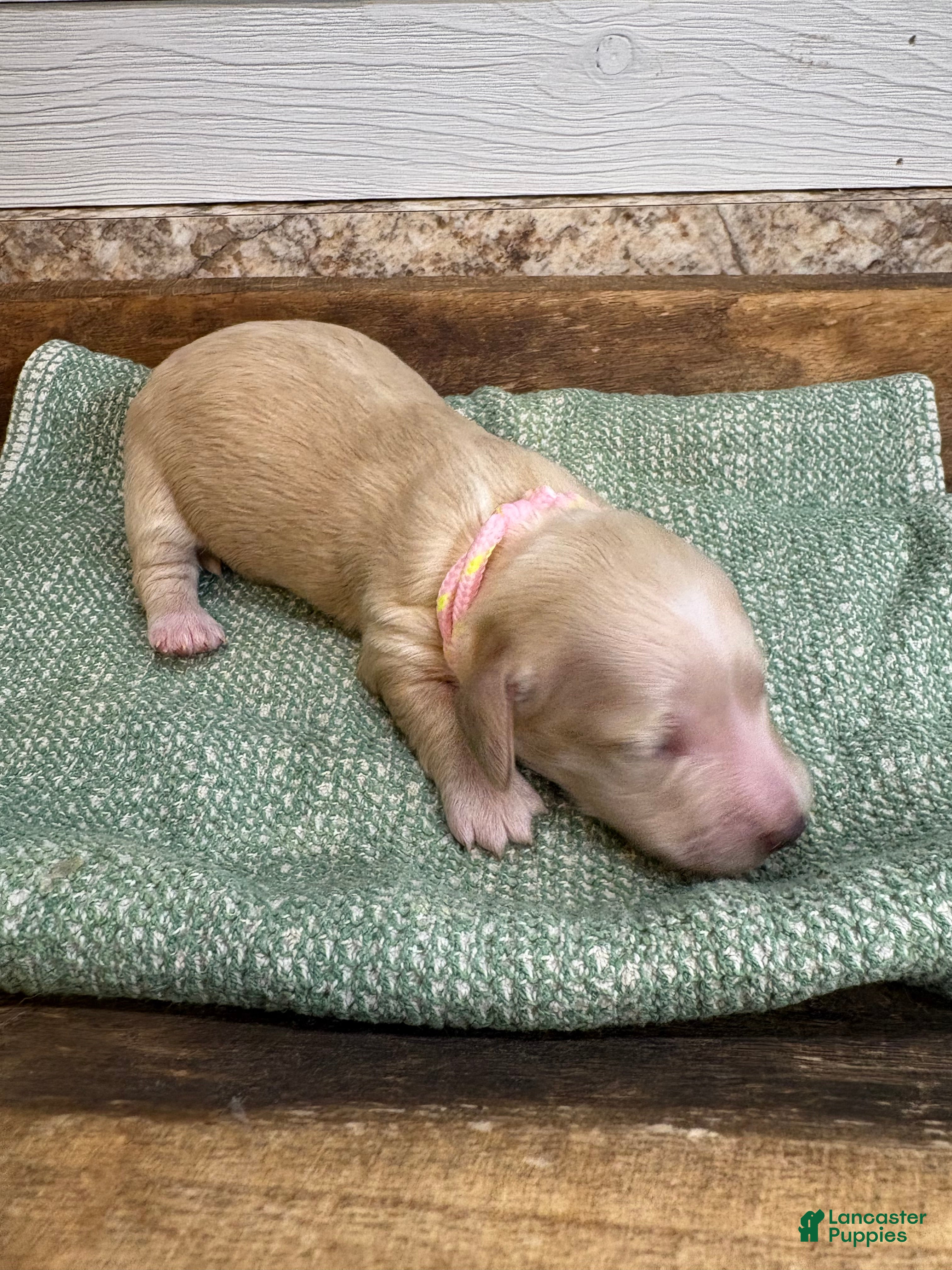 Miniature Dachshund dogs Aspen-Pink - Ad 2