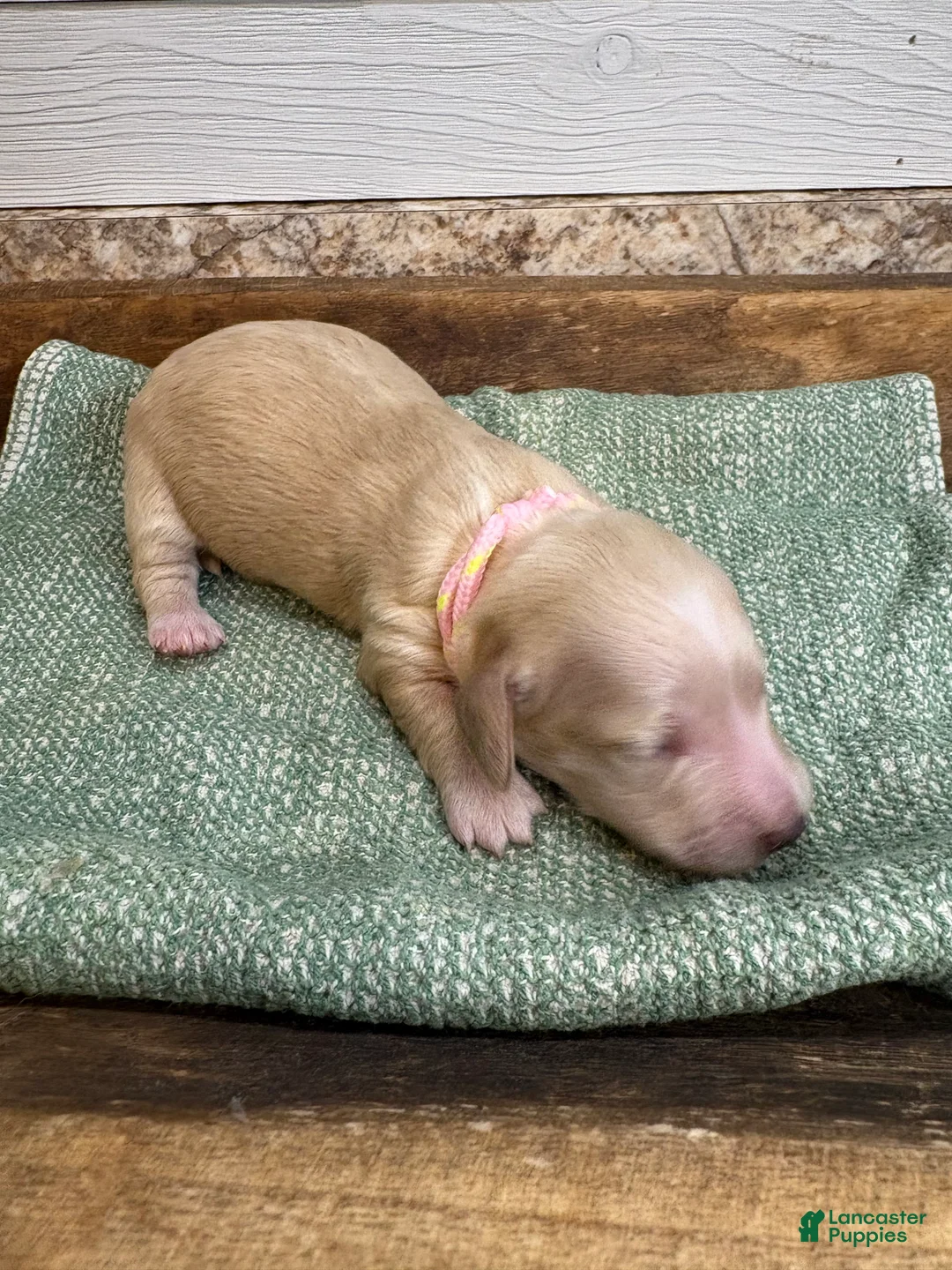 Miniature Dachshund dogs for sale: Aspen-Pink - Ad 2