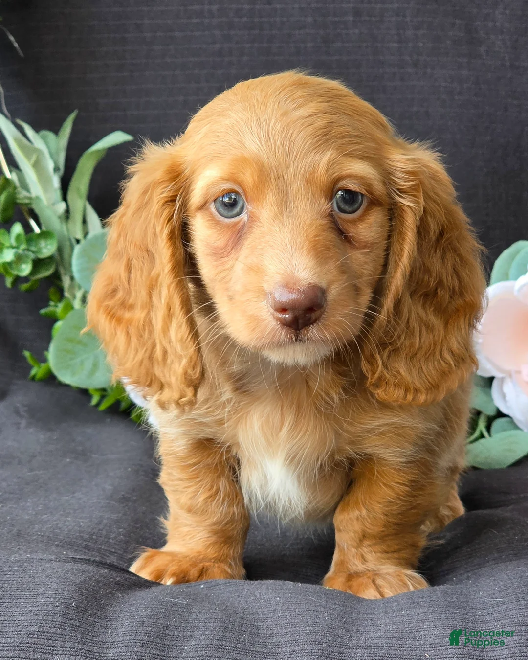 Miniature Dachshund dogs for sale: Dixon - Ad 2
