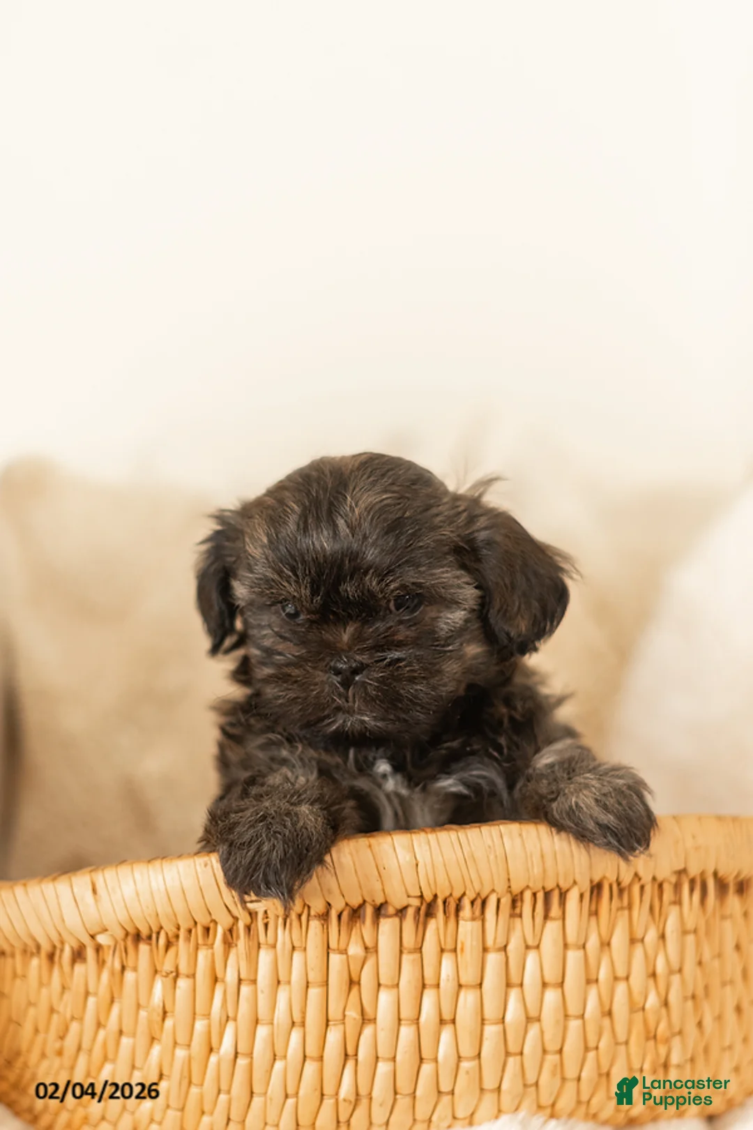 Teddy Bear dogs for sale: Rocky - Ad 5