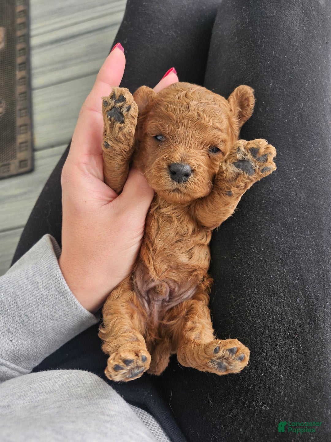 Cavapoo dogs for sale: Storm - Ad 1