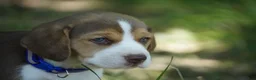 Beagle dogs for sale: Bart - Ad 3
