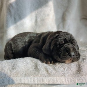 Great Dane dogs Ebony - Ad 2