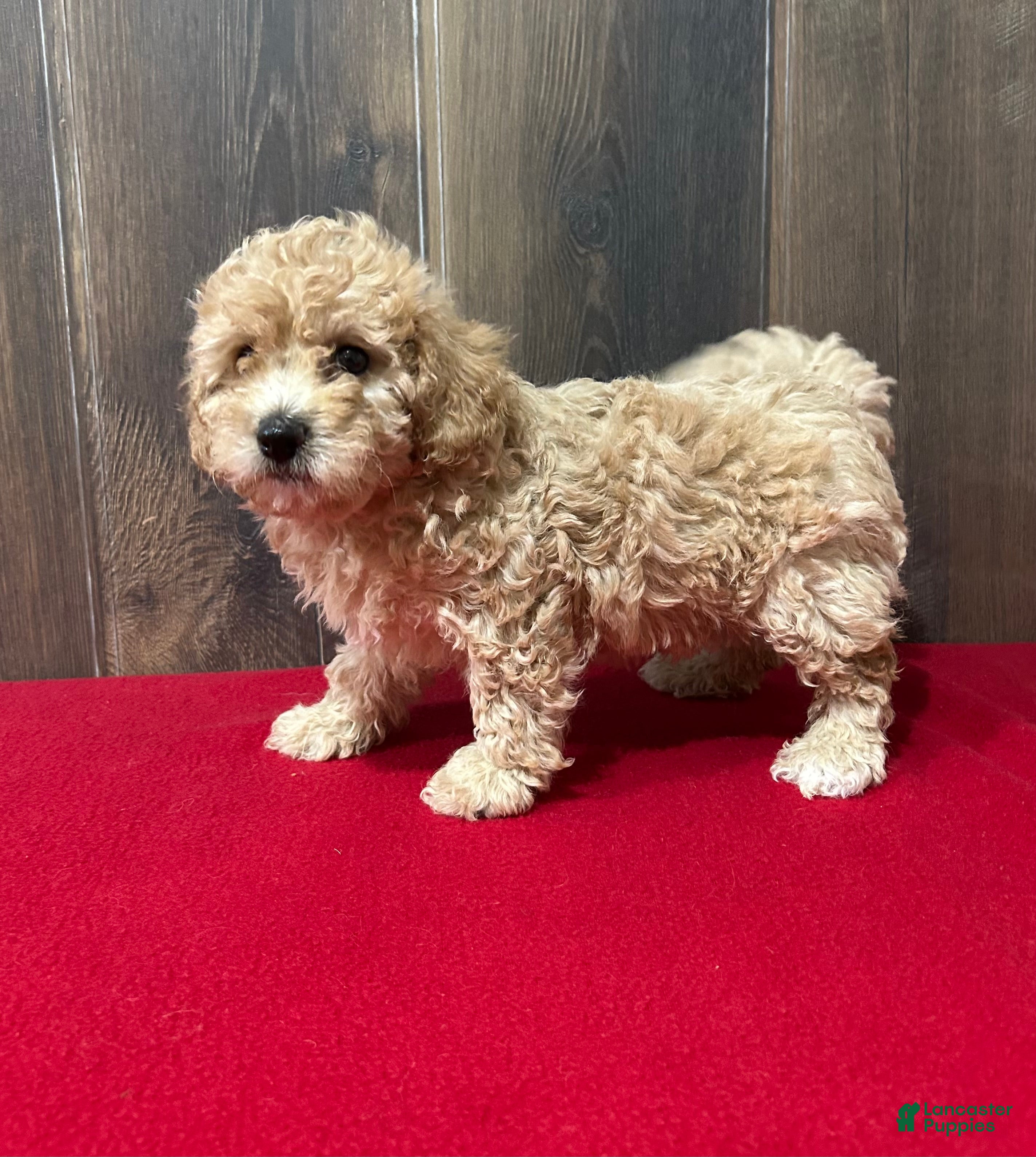 Bichpoo dogs Faith - Ad 2