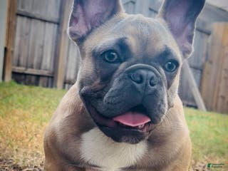 French Bulldog dogs French Bulldog Puppy 1 - Ad 39