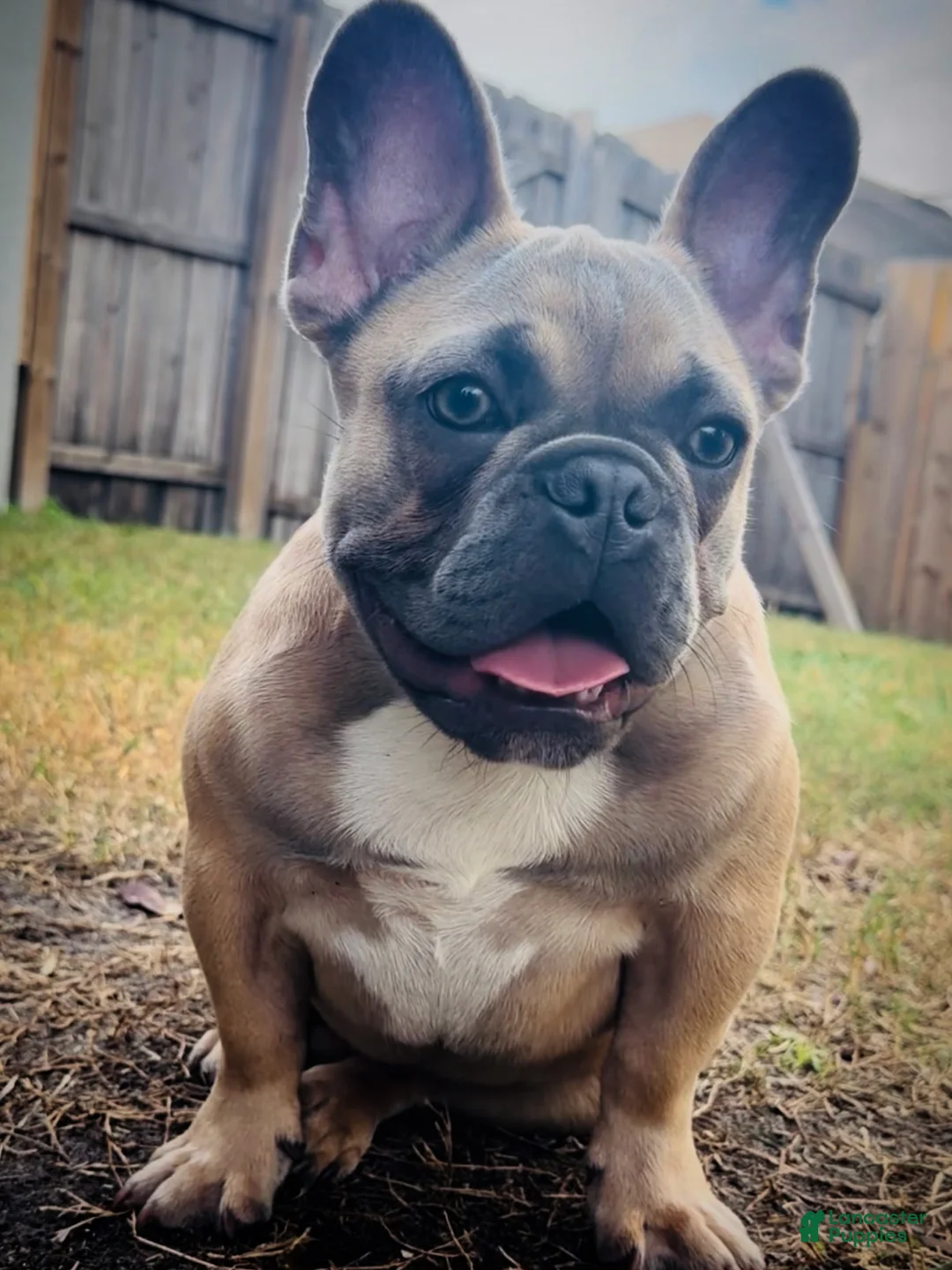 French Bulldog dogs for sale: French Bulldog Puppy 1 - Ad 1