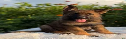 German Shepherd dogs for sale: Remi - Ad 10