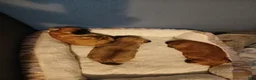 Morkie dogs for sale: Morkie 2 - Ad 1