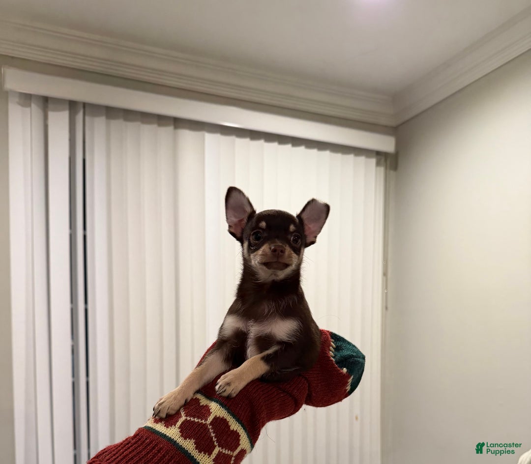 Chihuahua dogs for sale: Chihuahua Puppy 2 - Ad 3