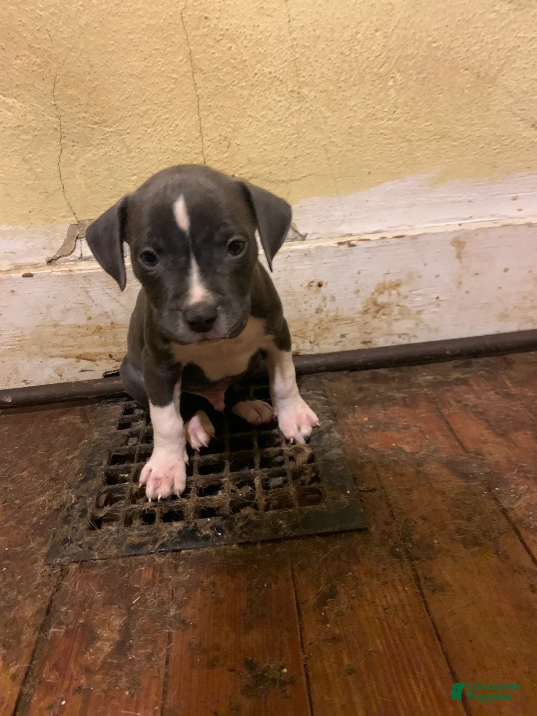 American Bully dogs for sale: American Bully Puppy 3 - Ad 1