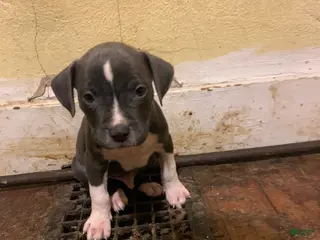 American Bully dogs American Bully Puppy 3 - Ad 38