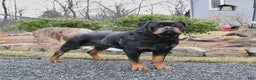 Rottweiler dogs for sale: Scout - Ad 6