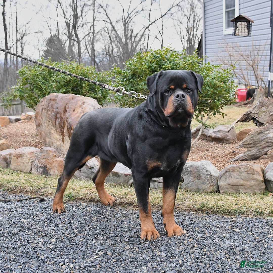 Rottweiler dogs for sale: Scout - Ad 6