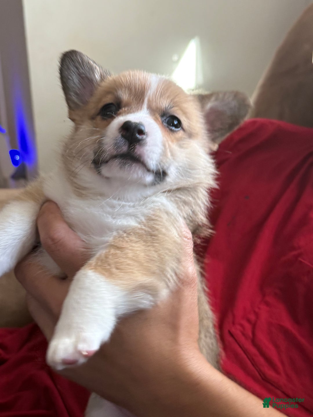 Welsh Corgi Pembroke dogs for sale: Lisa - Ad 3