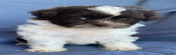 Shih Tzu dogs for sale: Muffin - Ad 9