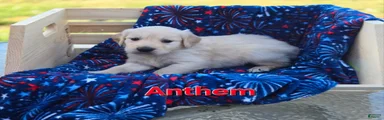 Golden Retriever 2