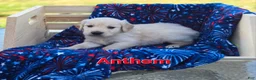 Golden Retriever dogs for sale: Golden Retriever 2 - Ad 1