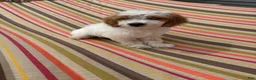 Mini Goldendoodle dogs for sale: Archie - Ad 10