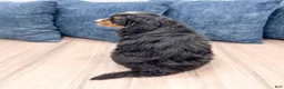 Mini Bernedoodle dogs for sale: Brody - Ad 5