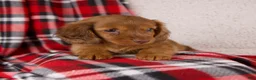 Dachshund dogs for sale: Elvis - Ad 5