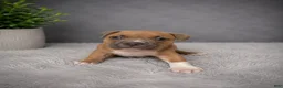 American Bully dogs for sale: Jazmin  - Ad 4