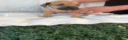 South African Boerboels dogs for sale: South African Boerboels Puppy 1 - Ad 2