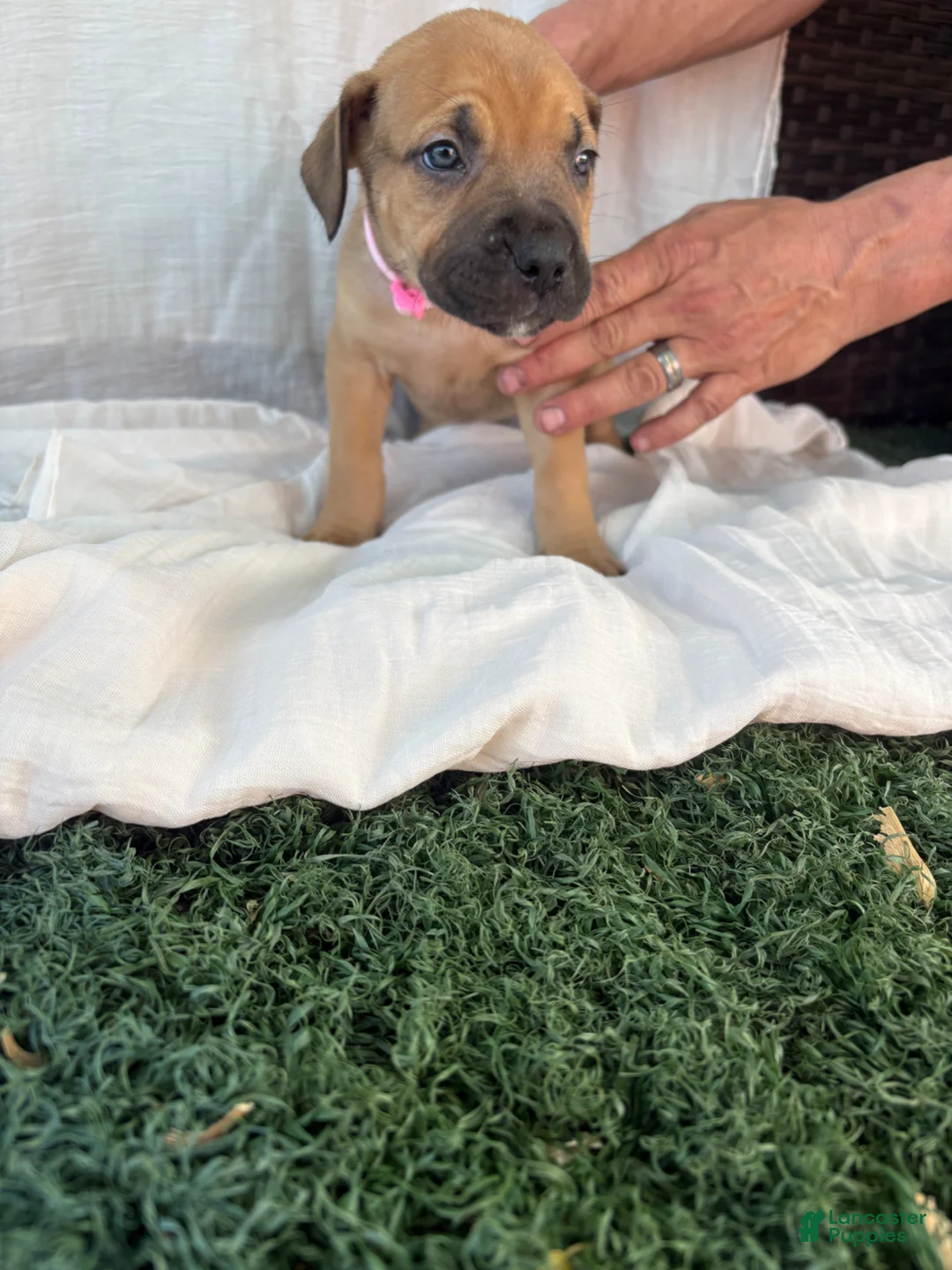 South African Boerboels dogs for sale: South African Boerboels Puppy 1 - Ad 2